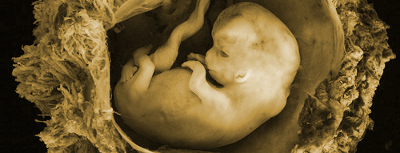 Embrión en el tercer mese de embarazo, de unas 10 semanas